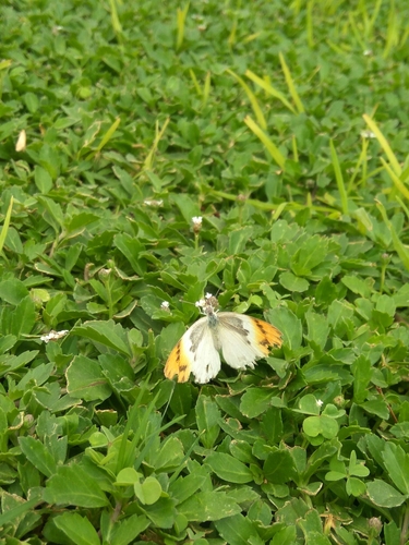African Orange Tip