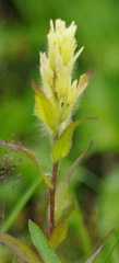 Castilleja unalaschcensis