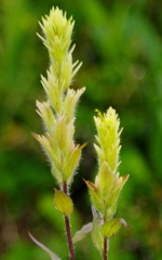Castilleja unalaschcensis