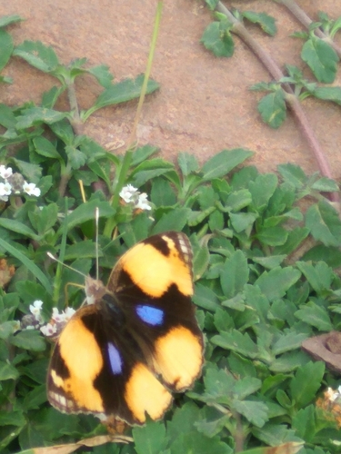 African Yellow Pansy