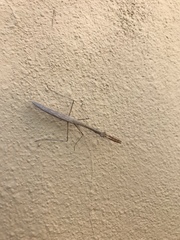Musonia remota