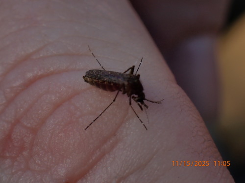 Unknown species found near Pasco County, FL, USA