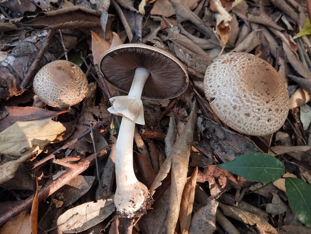 Agaricus phaeolepidotus · November 2025 · photo: © kbosske (iNaturalist, cc-by)