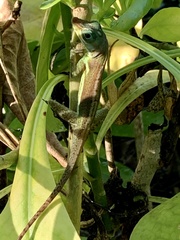 Anolis richardii