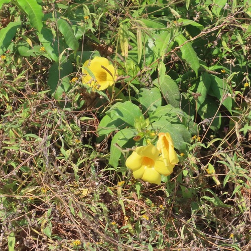 Golden Trumpet (Allamanda cathartica)