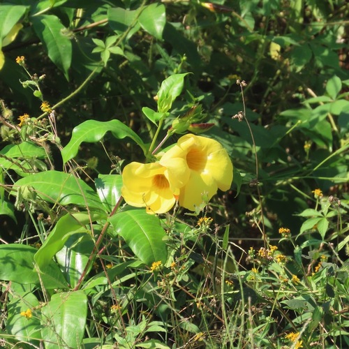 Copa de oro (Allamanda cathartica)