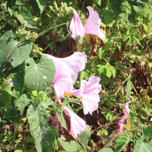 Amapola rosa (Ipomoea carnea)