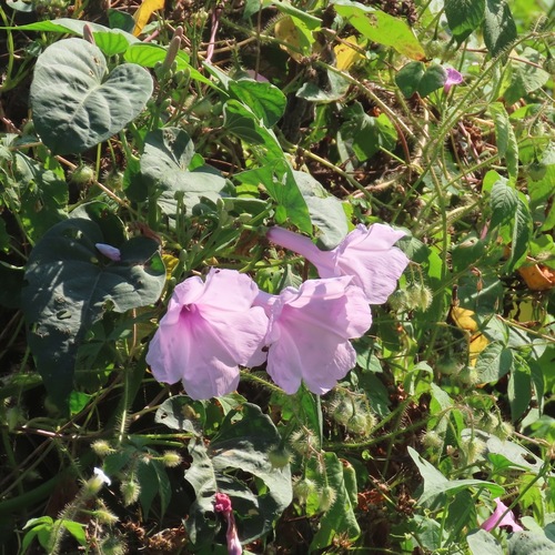 Amapola rosa (Ipomoea carnea)