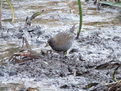 Porzana fluminea