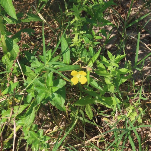 Mexican Primrose-willow (Ludwigia octovalvis)