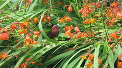 Carpodacus formosanus