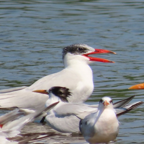 Caspian Tern (Hydroprogne caspia)