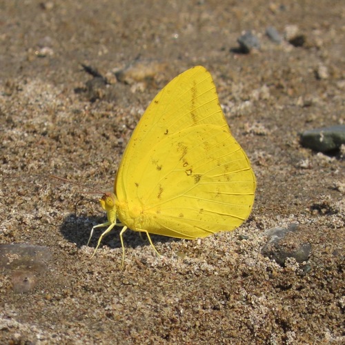 Large Orange Sulphur (Phoebis agarithe)