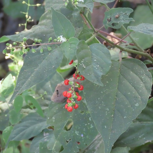 pigeonberry (Rivina humilis)