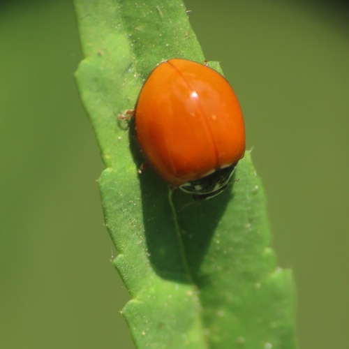 Spotless Lady Beetle (Cycloneda sanguinea)