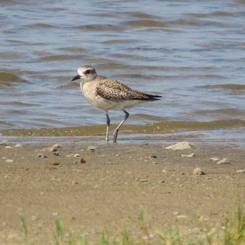Black-bellied Plover (Pluvialis squatarola)