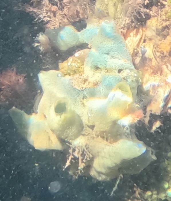 garlic sponge