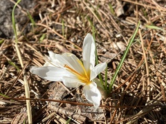Crocus aleppicus