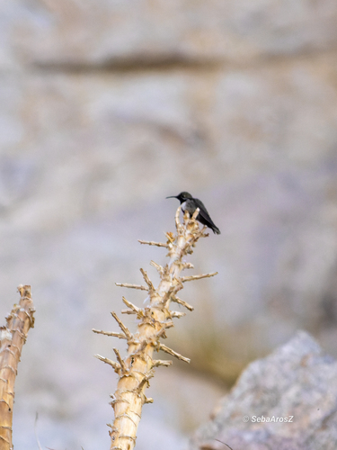 White-sided Hillstar (Oreotrochilus leucopleurus), photo 7