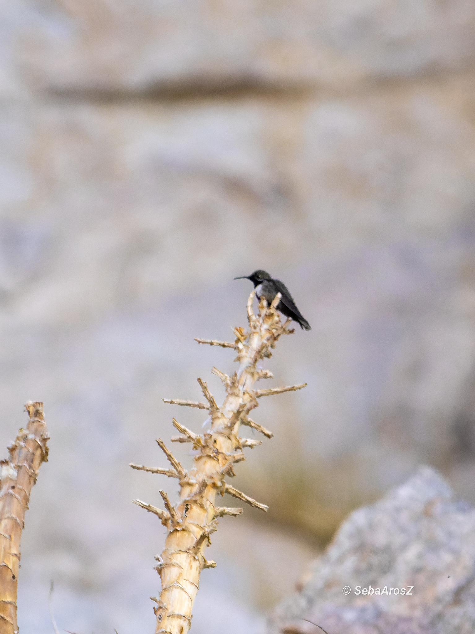 White-sided Hillstar (Oreotrochilus leucopleurus), photo 8