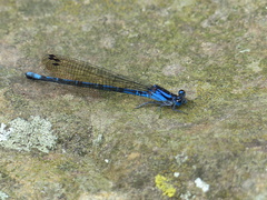 Argia extranea