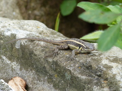 Sceloporus variabilis marmoratus