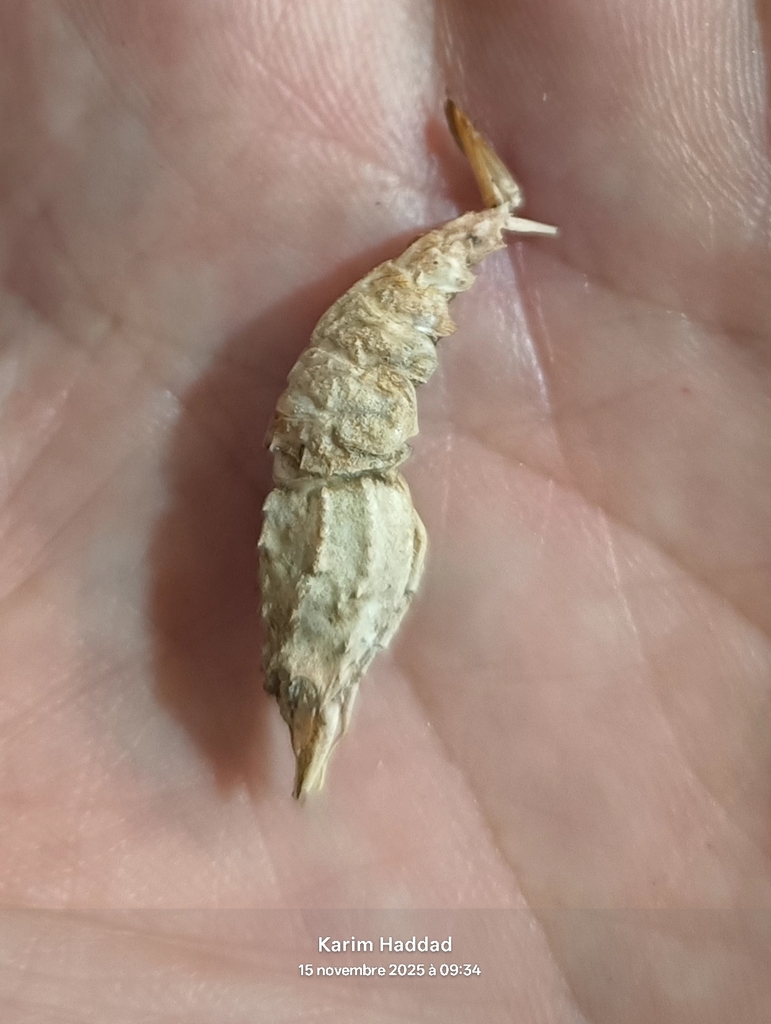 Aegaeon cataphractus