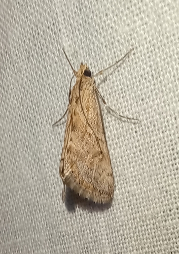 Cornifrons ulceratalis
