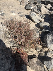 Dinemandra ericoides