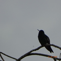 Anthracothorax nigricollis