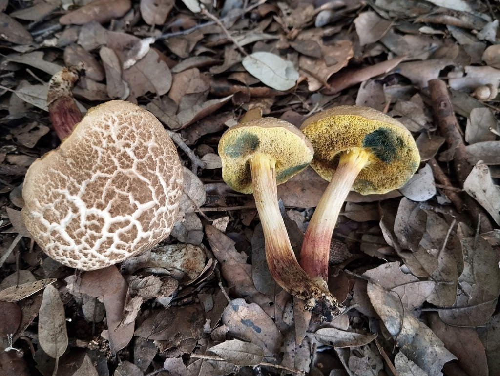 Xerocomellus sarnarii · November 2025 · photo: © kbosske (iNaturalist, cc-by)