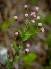 Erigeron acris kamtschaticus