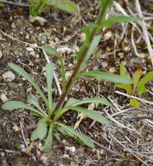 Erigeron acris kamtschaticus