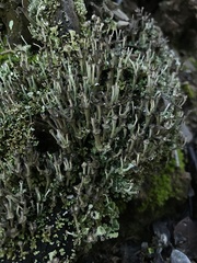 Cladonia concinna