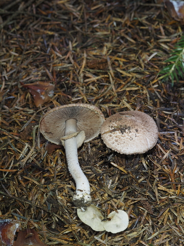Kleiner Waldchampignon