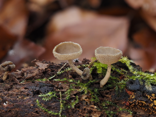 Langstielige Becherlorchel