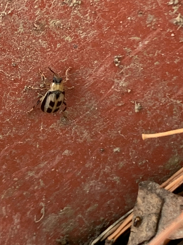 Bean Leaf Beetle photo 5
