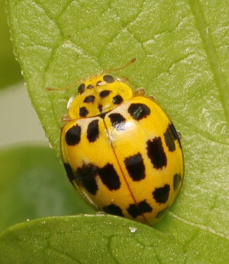Variegated Fungus-eating Lady Beetle