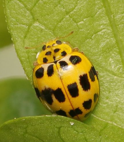 Variegated Fungus-eating Lady Beetle