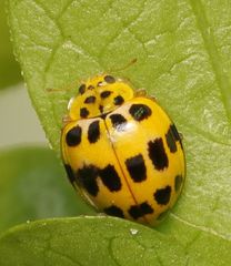 Psyllobora variegata