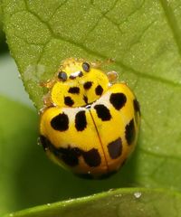 Psyllobora variegata