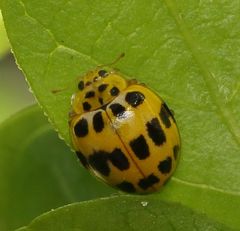 Psyllobora variegata