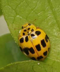 Psyllobora variegata