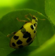 Psyllobora variegata