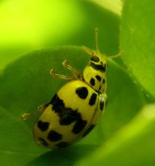 Psyllobora variegata