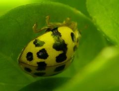 Psyllobora variegata