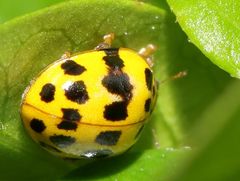 Psyllobora variegata