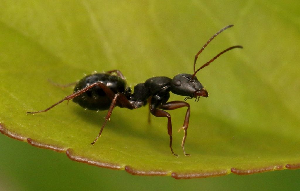 Climber's Sugar Ant