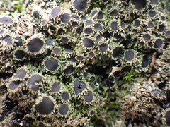 Physconia venusta