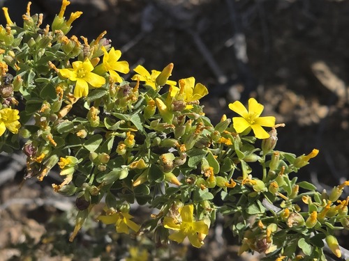 Oxalis virgosa, photograph 6